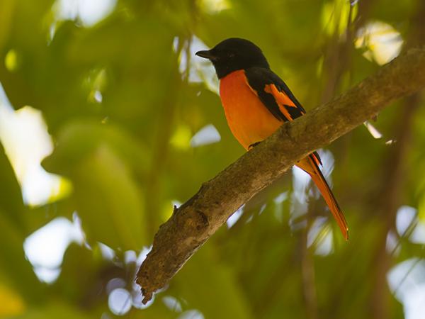 <h3><a href="/trips/srilanka/biota/animalia/chordata/aves/040 passeriformes/043 campephagidae/pericrocotus speciosus/pericrocotus speciosus-nl.html">Pericrocotus&nbsp;speciosus</a> / Scarlet&nbsp;minivet / Scharlaken&nbsp;menievogel</h3>NIKON D500 met AF-S Nikkor 300mm f/2.8G IF-ED VR II, 1/160 sec  bij F2.8, ISO 400, afstand 7.08&nbsp;m